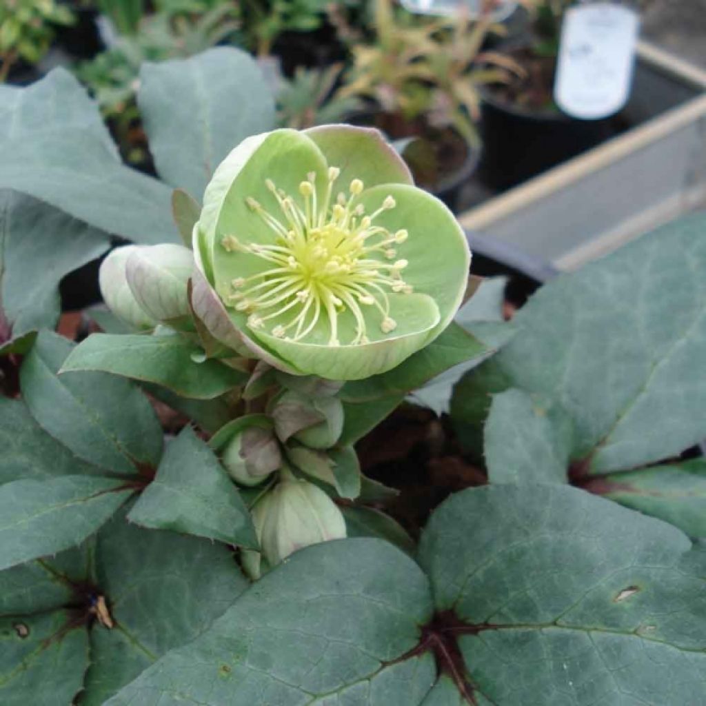 Helleborus sternii Grey Star - Sterns Hellebore