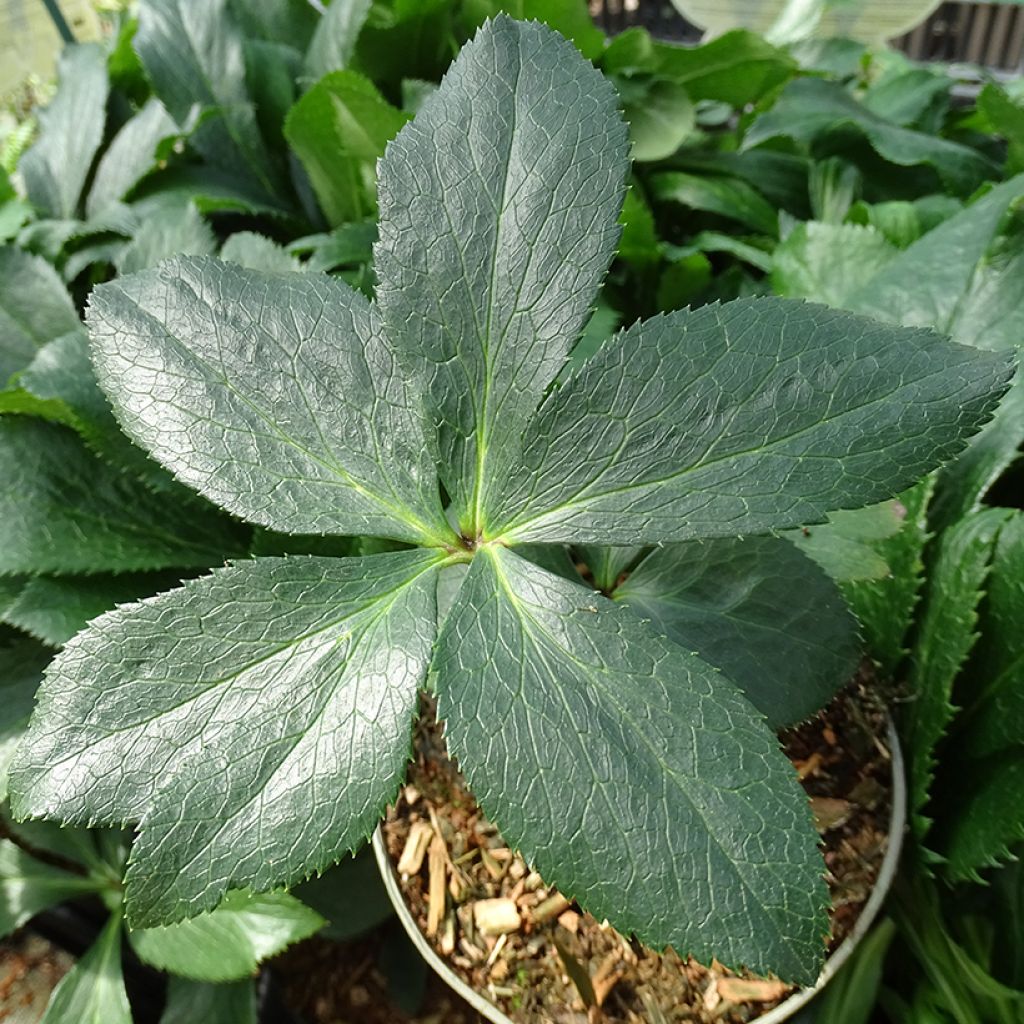Helleborus torquatus Party Dress Hybrid
