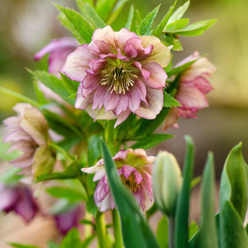 Helleborus torquatus Party Dress Hybrid