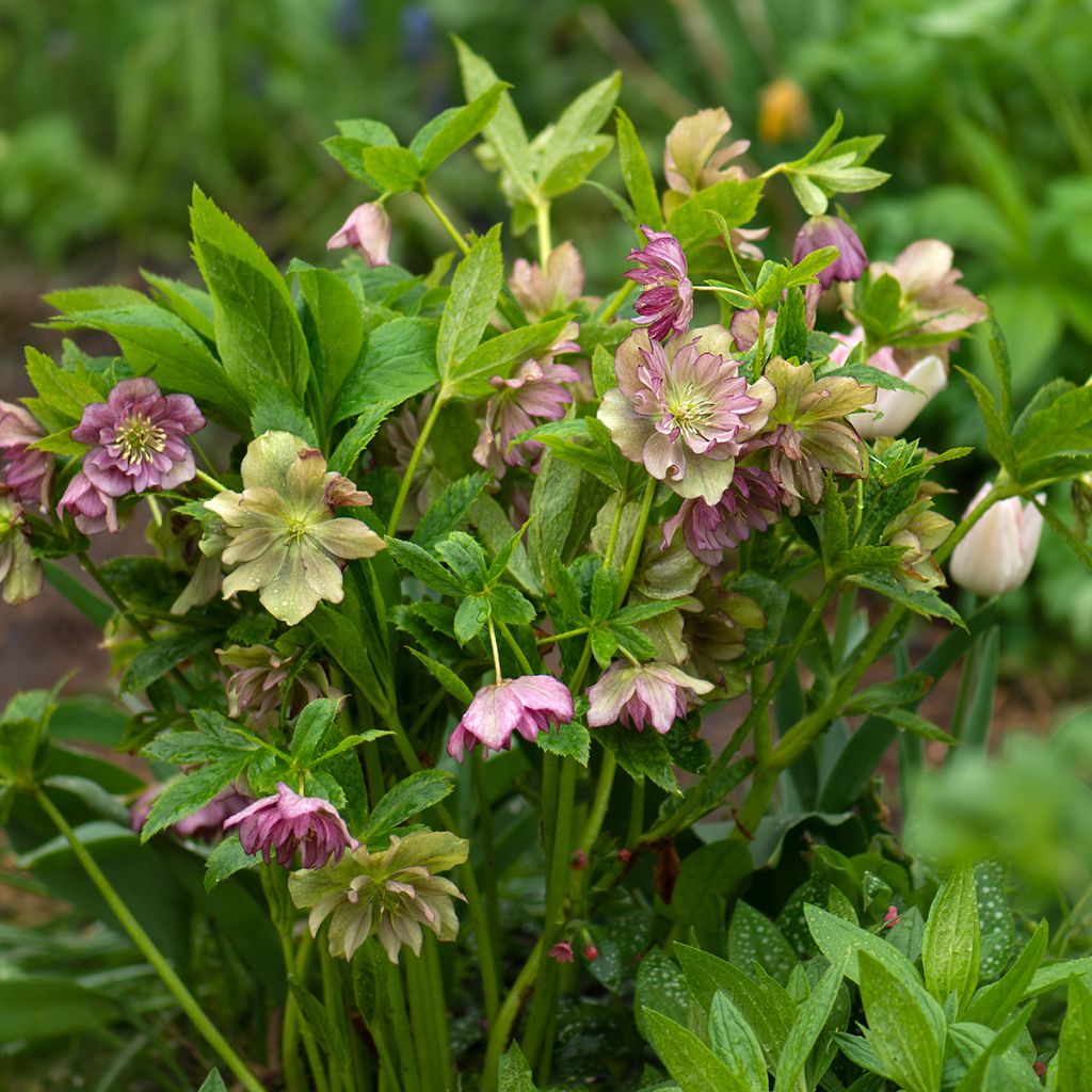 Helleborus torquatus Party Dress Hybrid