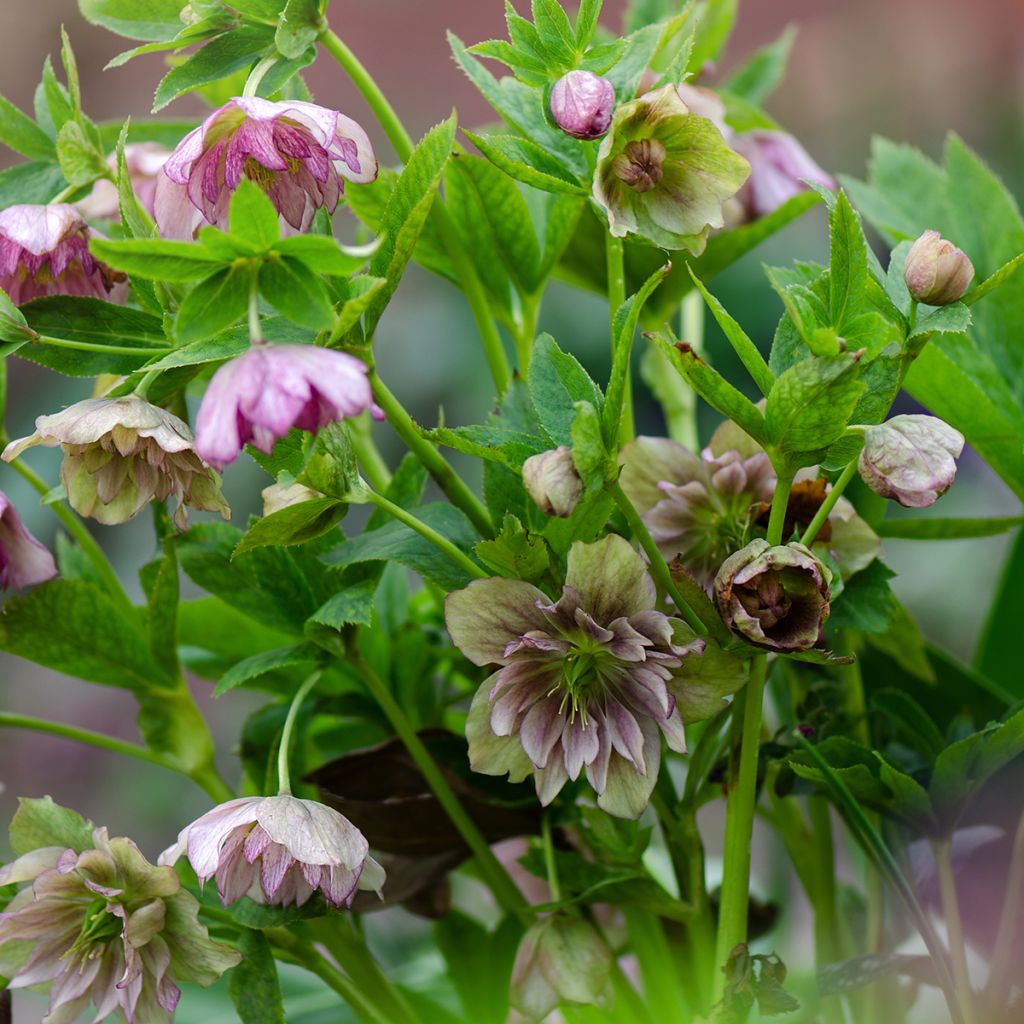 Helleborus torquatus Party Dress Hybrid
