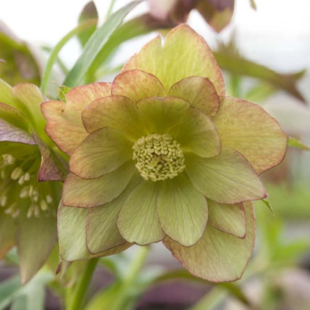 Helleborus torquatus Party Dress Hybrid