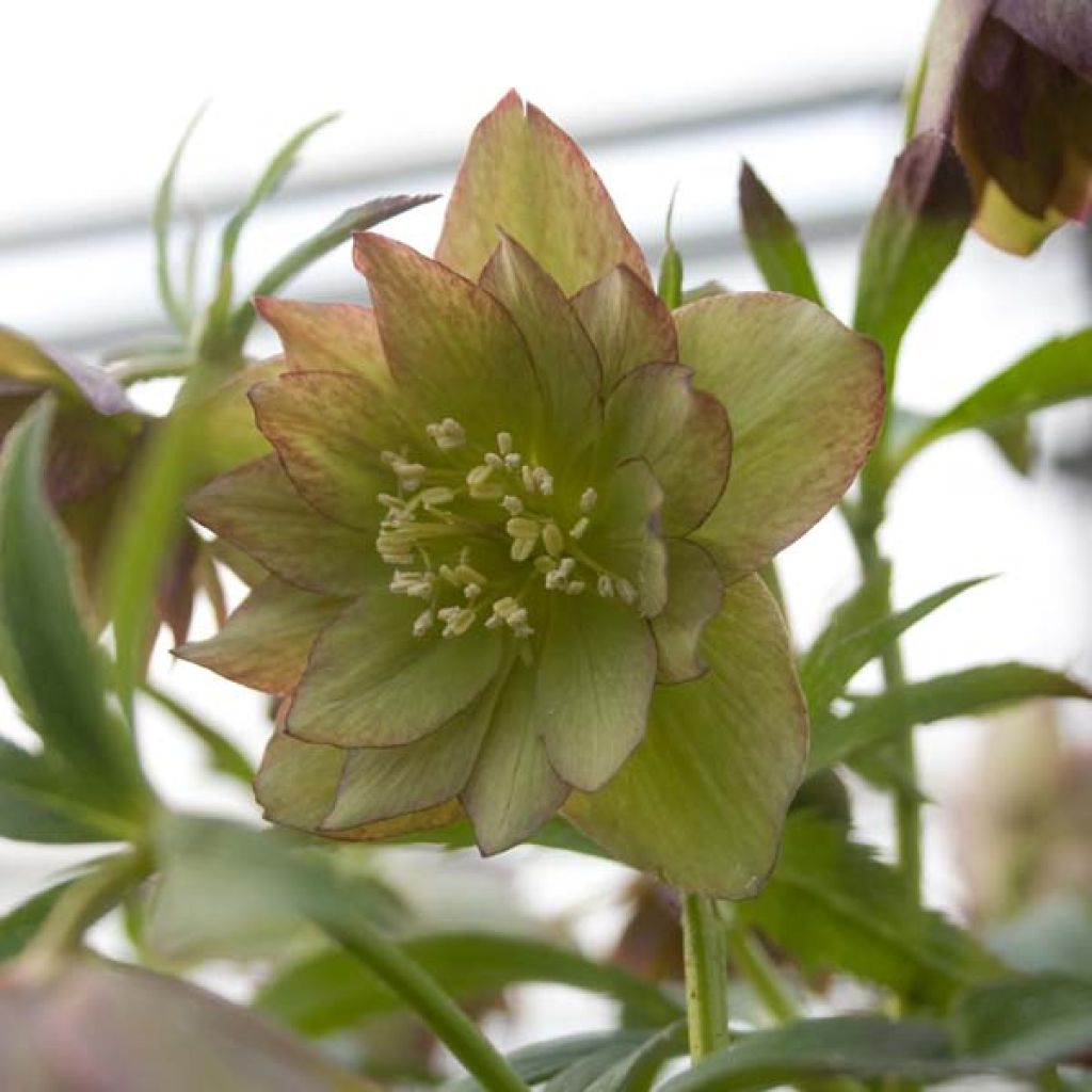 Helleborus torquatus Party Dress Hybrid