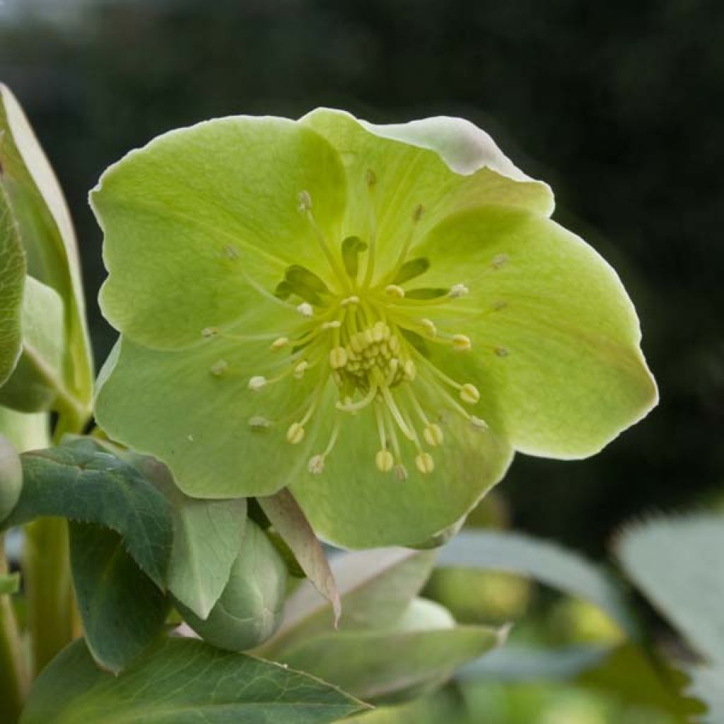 Helleborus sternii - Evergreen Helleborus