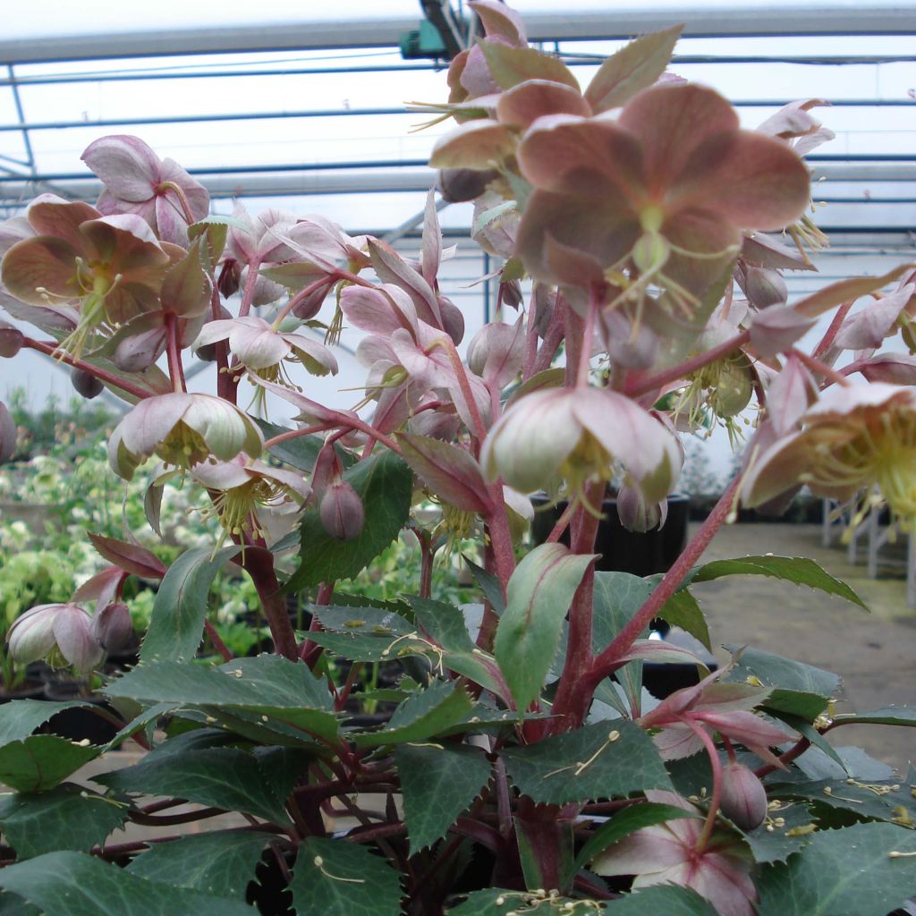 Helleborus sternii Boughton Beauty