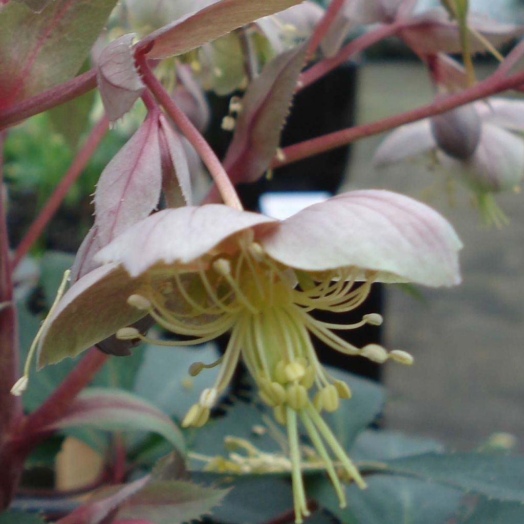 Helleborus sternii Boughton Beauty