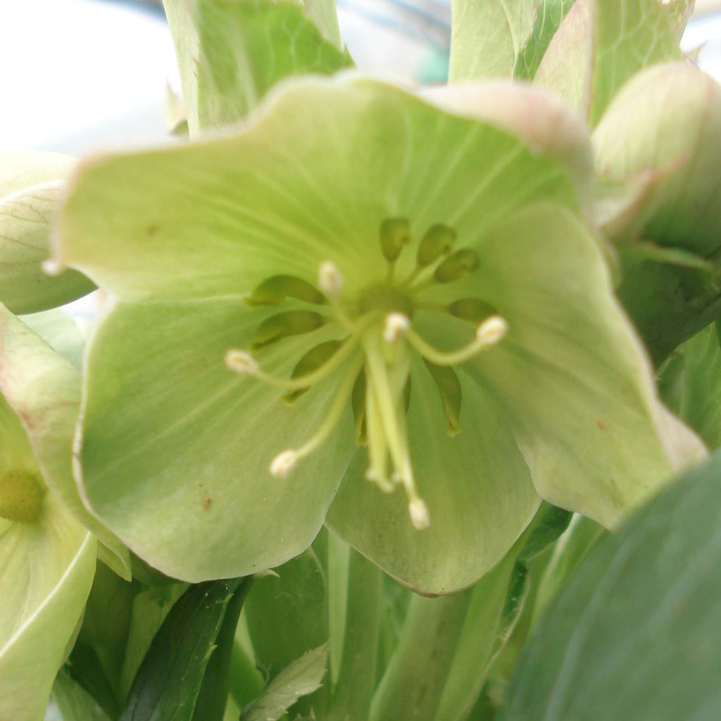 Helleborus argutifolius