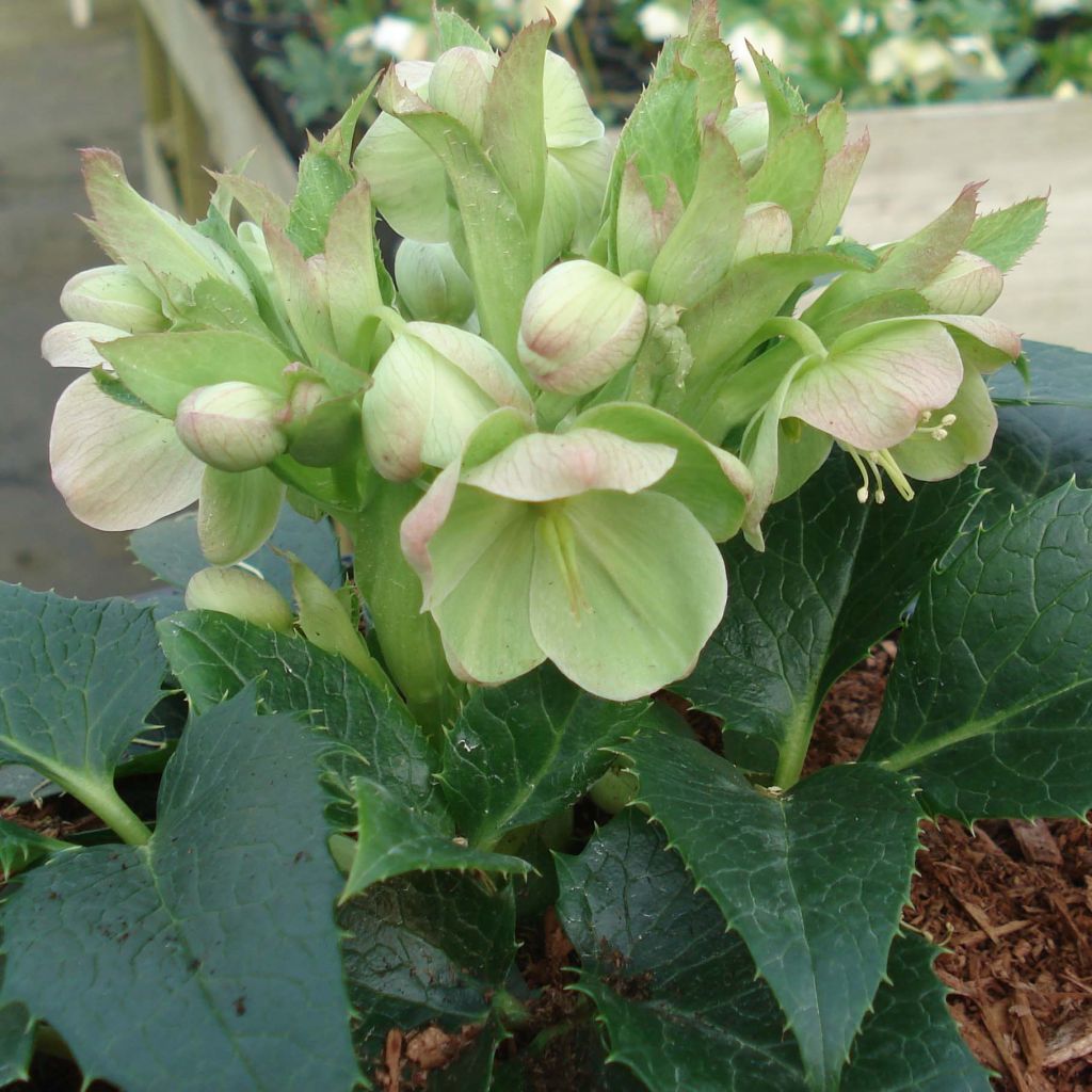Helleborus argutifolius