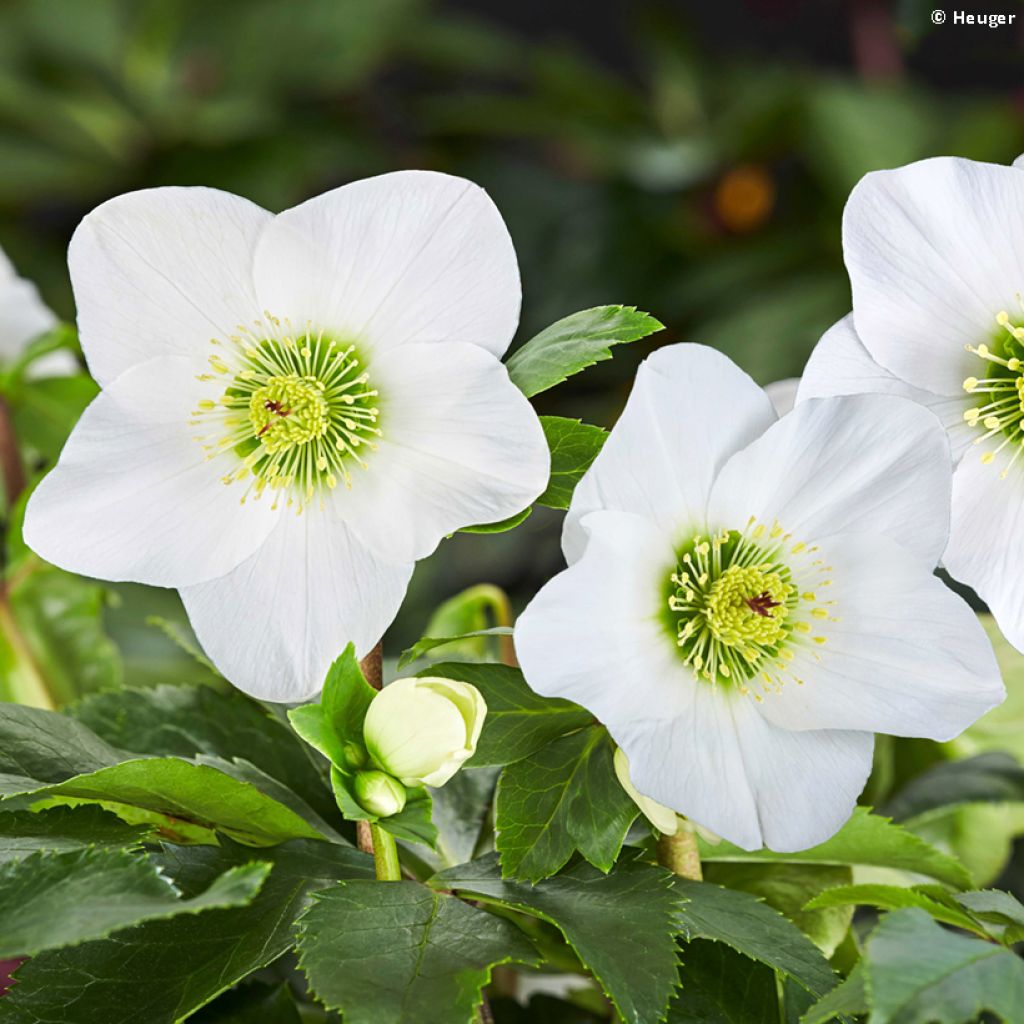 Helleborus HGC Lisann