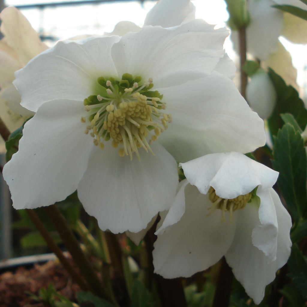 Helleborus niger - Christmas Rose