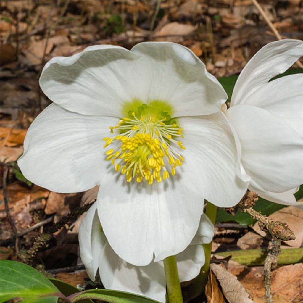 Helleborus niger - Christmas Rose