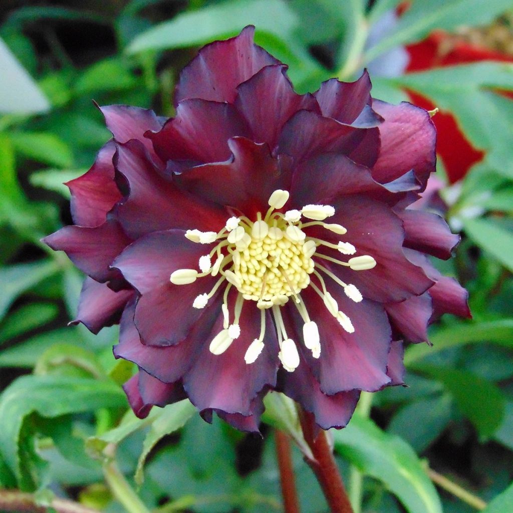 Helleborus hybridus Luisa