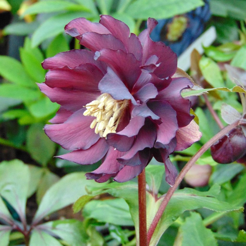 Helleborus hybridus Luisa