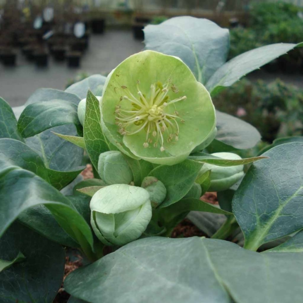 Helleborus sternii Remi