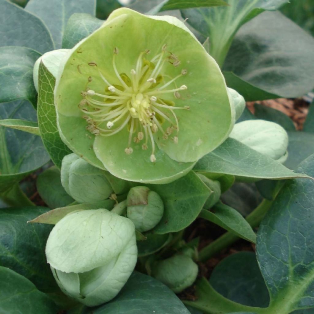 Helleborus sternii Remi