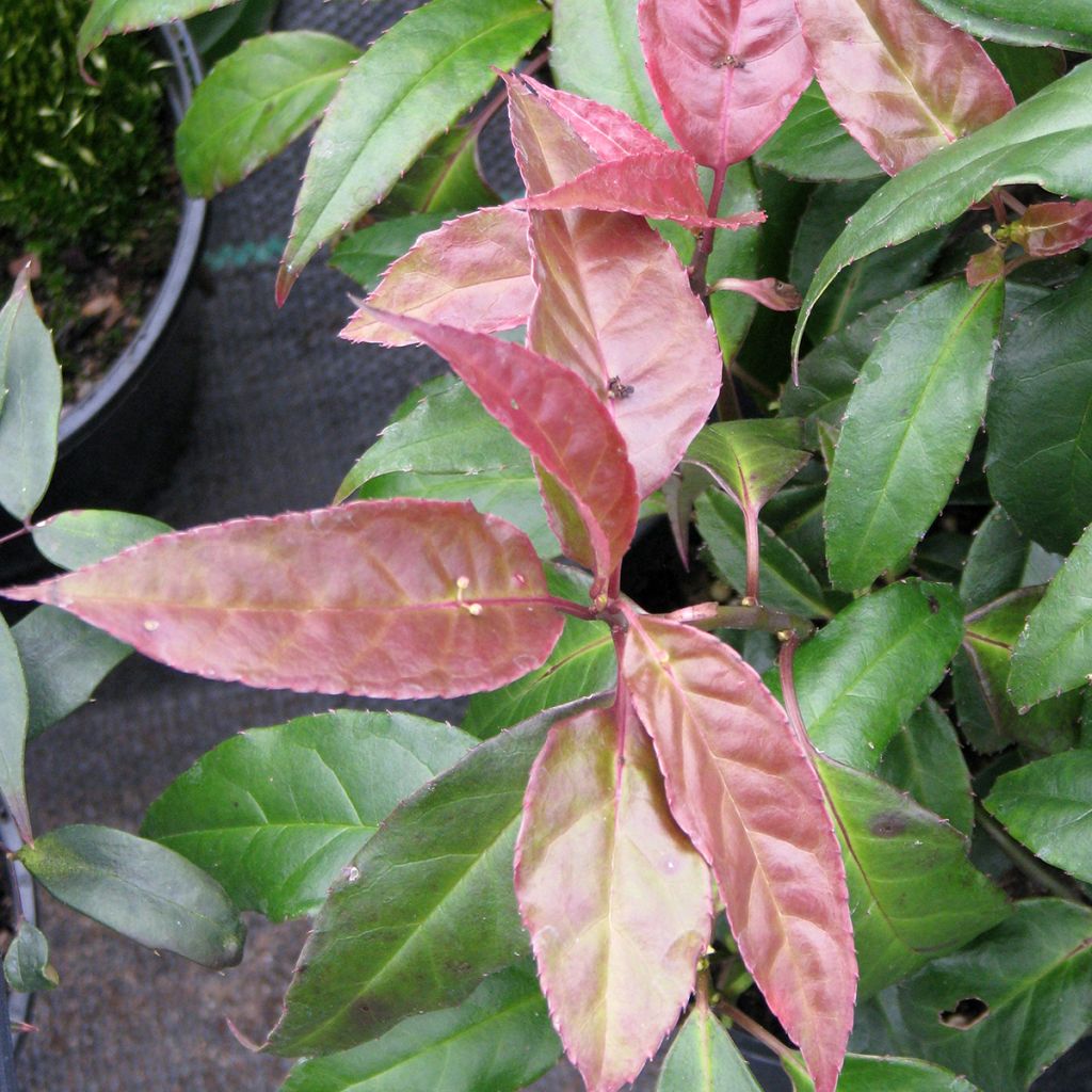 Helwingia chinensis (female)