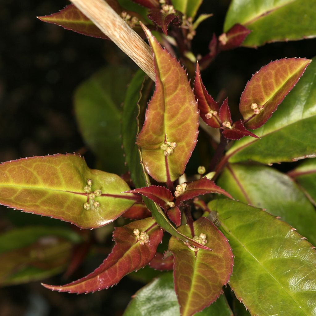 Helwingia chinensis (male)
