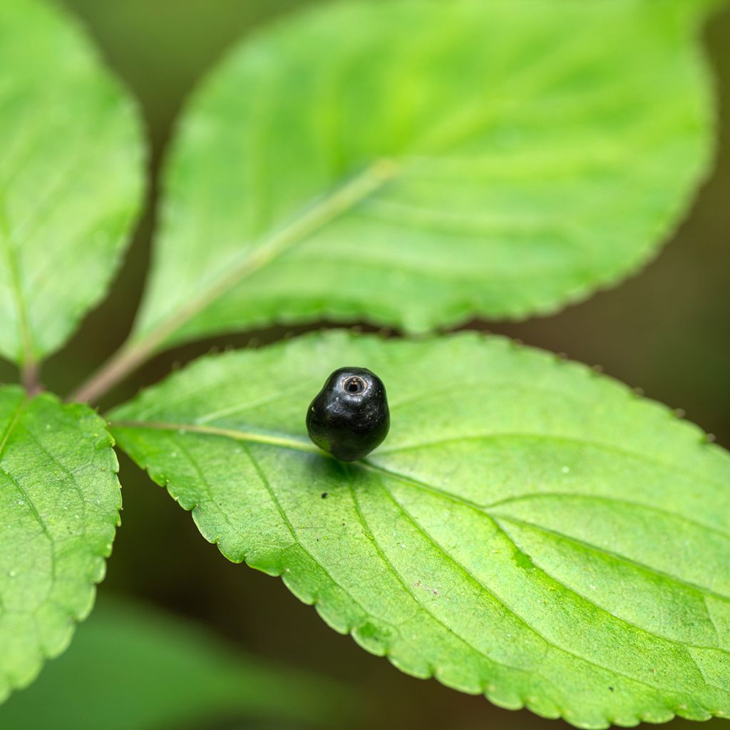 Helwingia japonica - Japanese helwingia