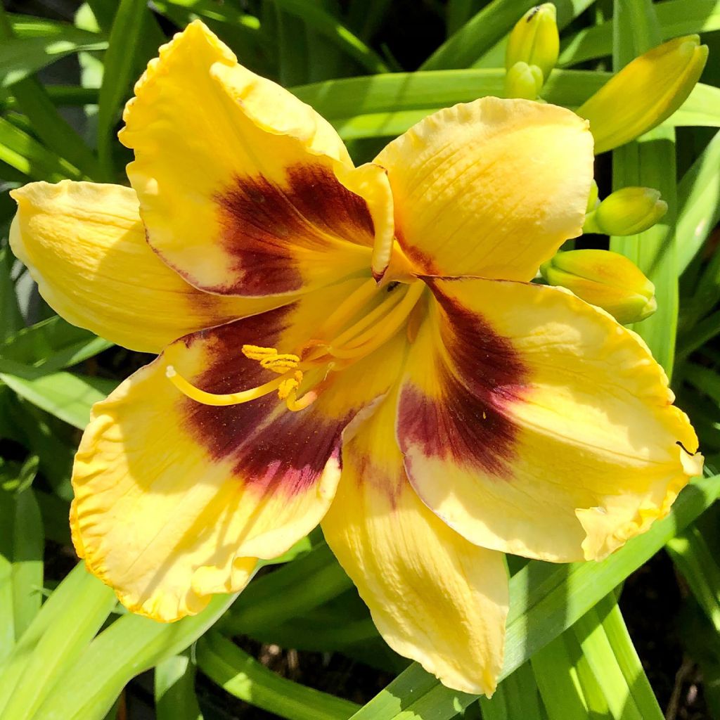 Hemerocallis Calico Jack - Daylily