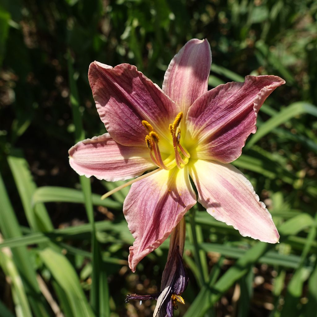 Hemerocallis Carmen Marie - Daylily