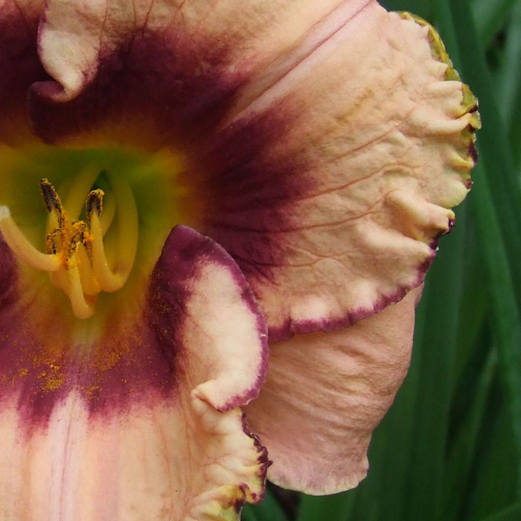 Hemerocallis Daring Dilemma - Daylily