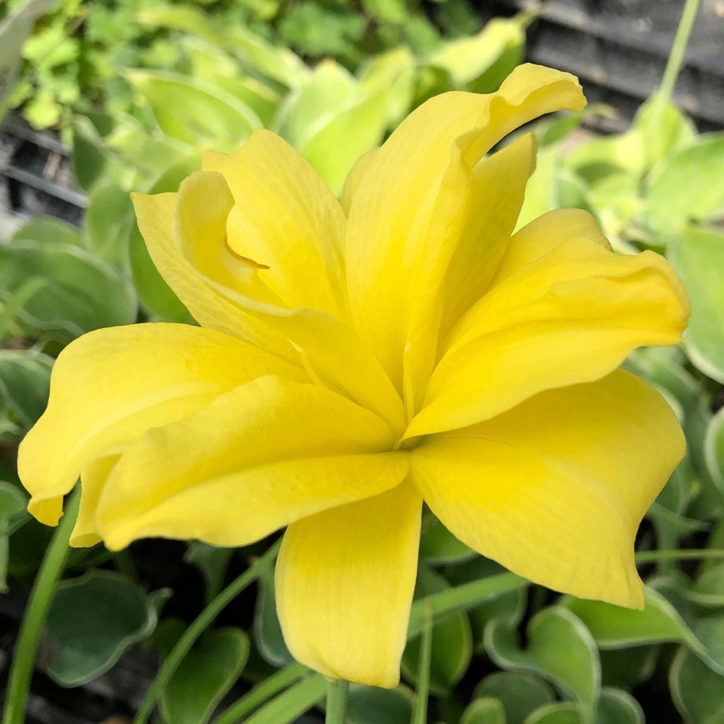 Hemerocallis Double River Wye - Daylily