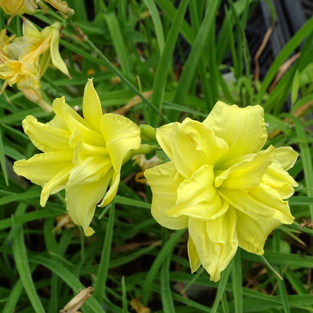 Hemerocallis Double River Wye - Daylily