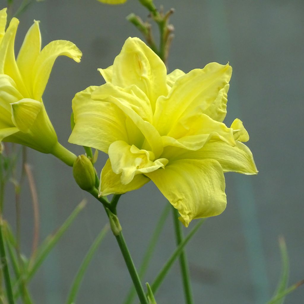 Hemerocallis Double River Wye - Daylily