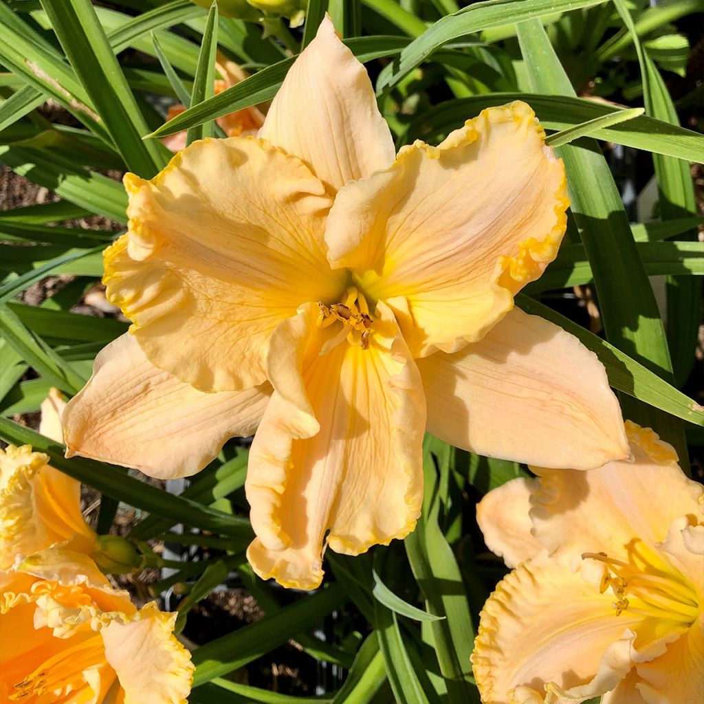 Hemerocallis Enchanted Forest - Daylily