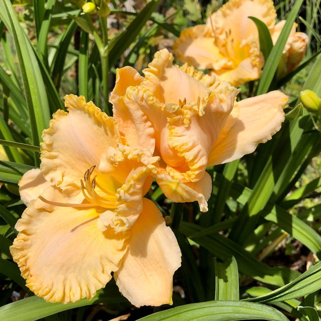 Hemerocallis Enchanted Forest - Daylily