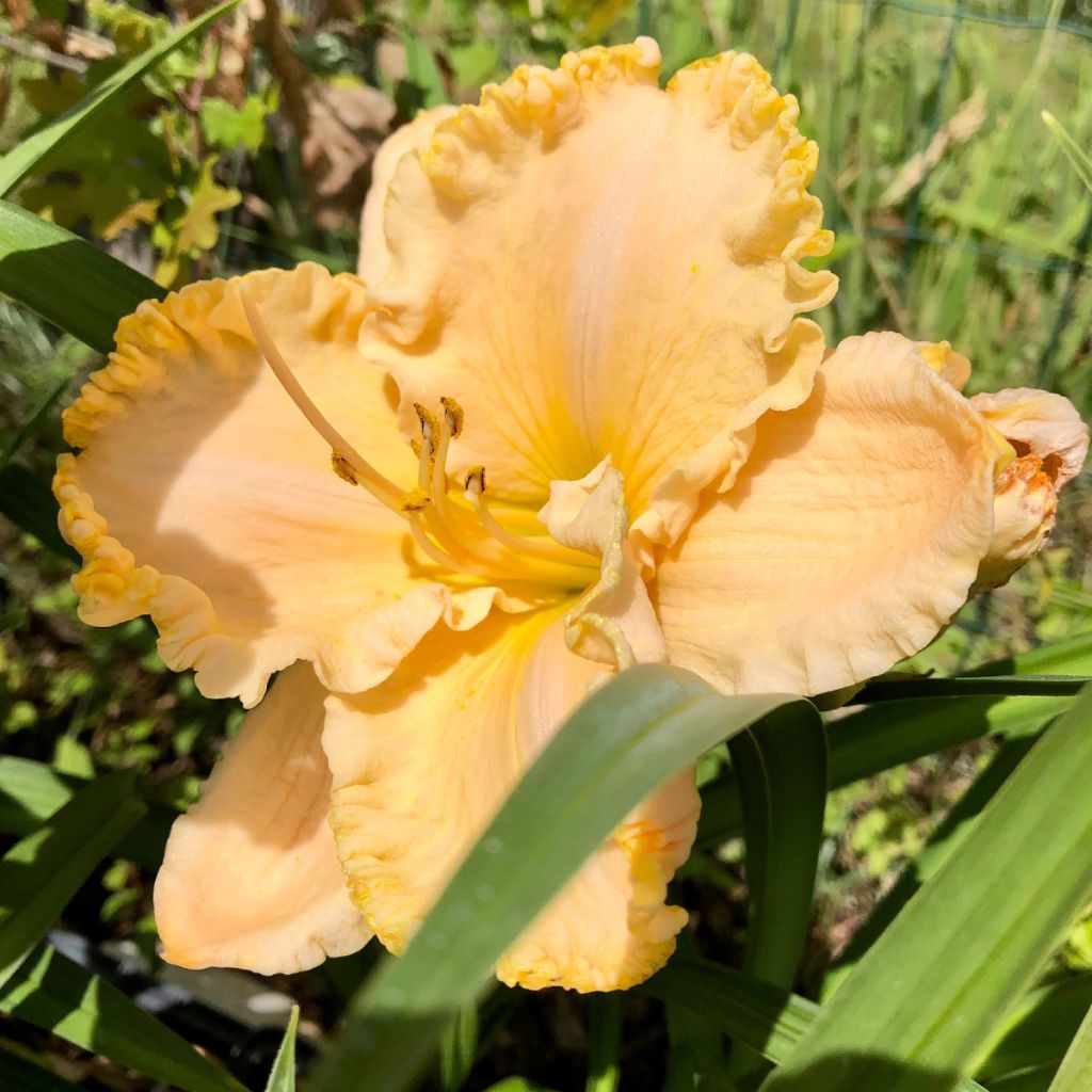 Hemerocallis Enchanted Forest - Daylily