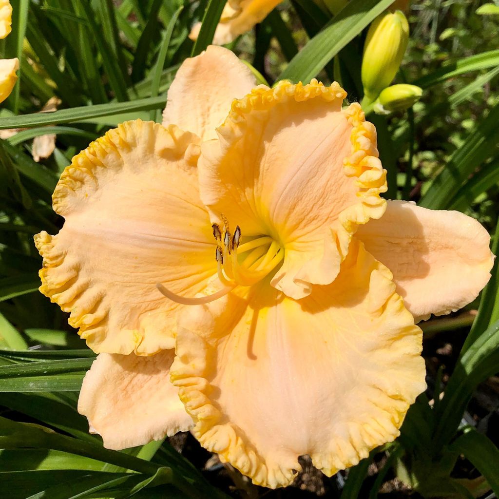 Hemerocallis Enchanted Forest - Daylily