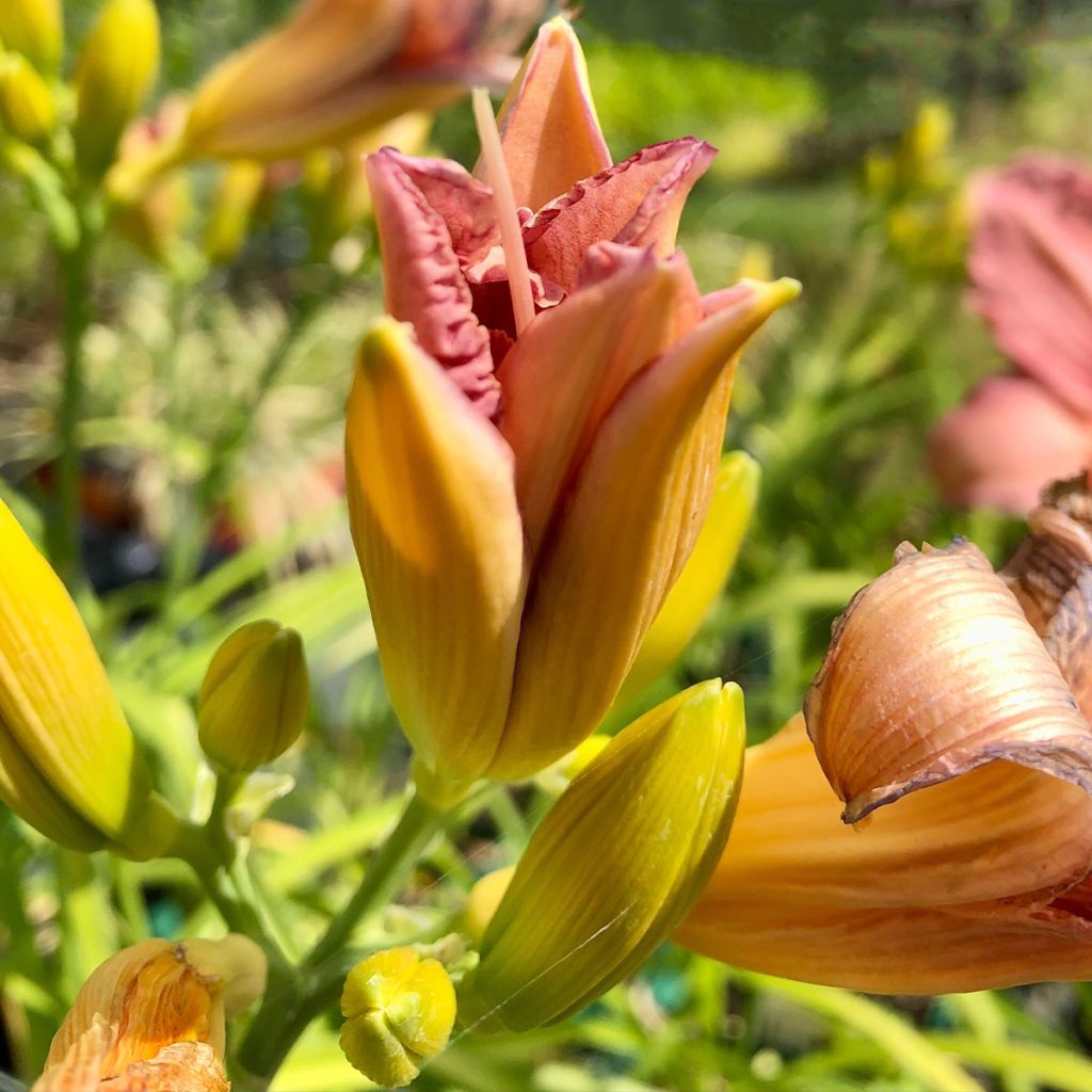 Hemerocallis Eyed Beauty - Daylily