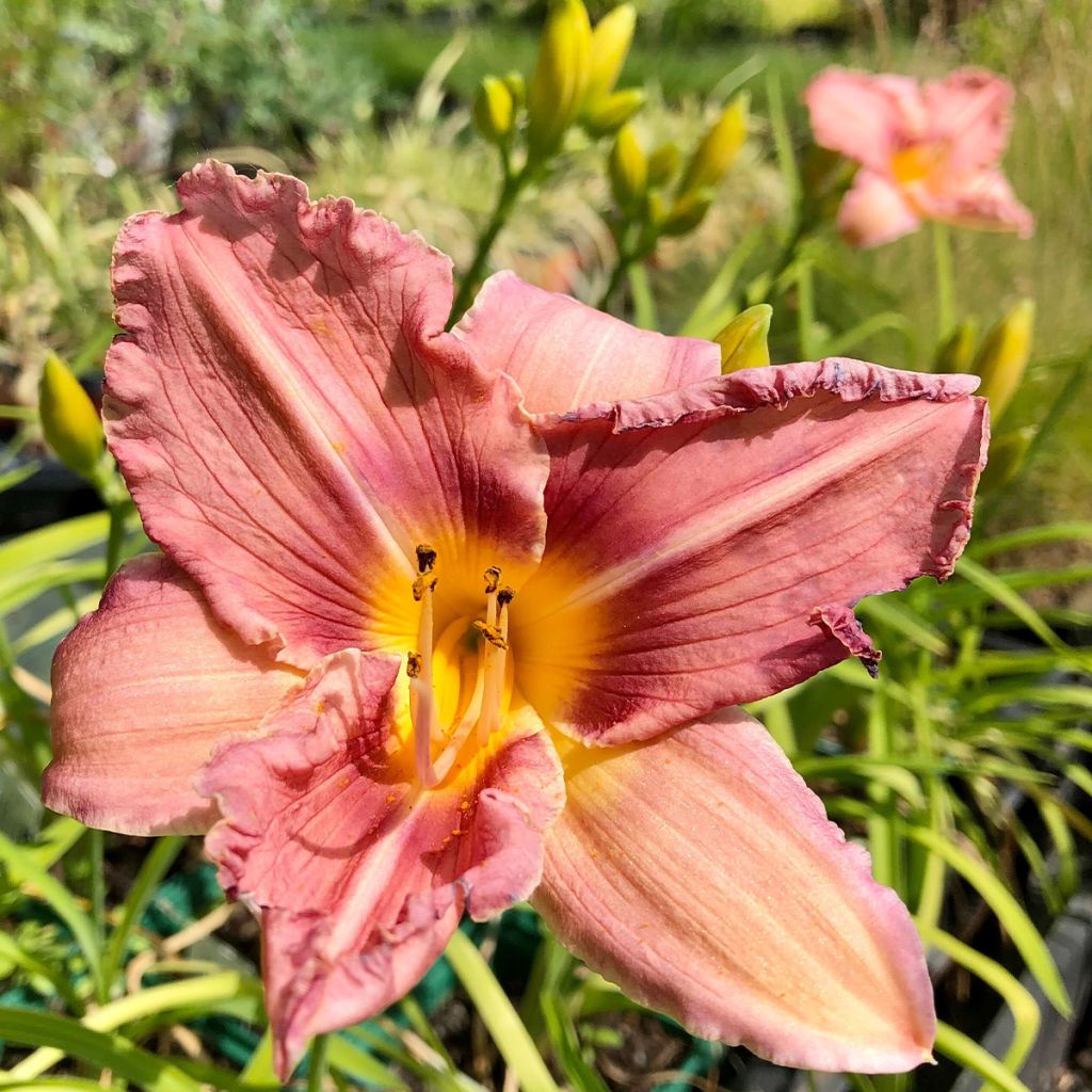 Hemerocallis Eyed Beauty - Daylily