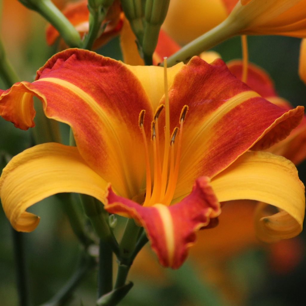 Hemerocallis Frans Hals - Daylily