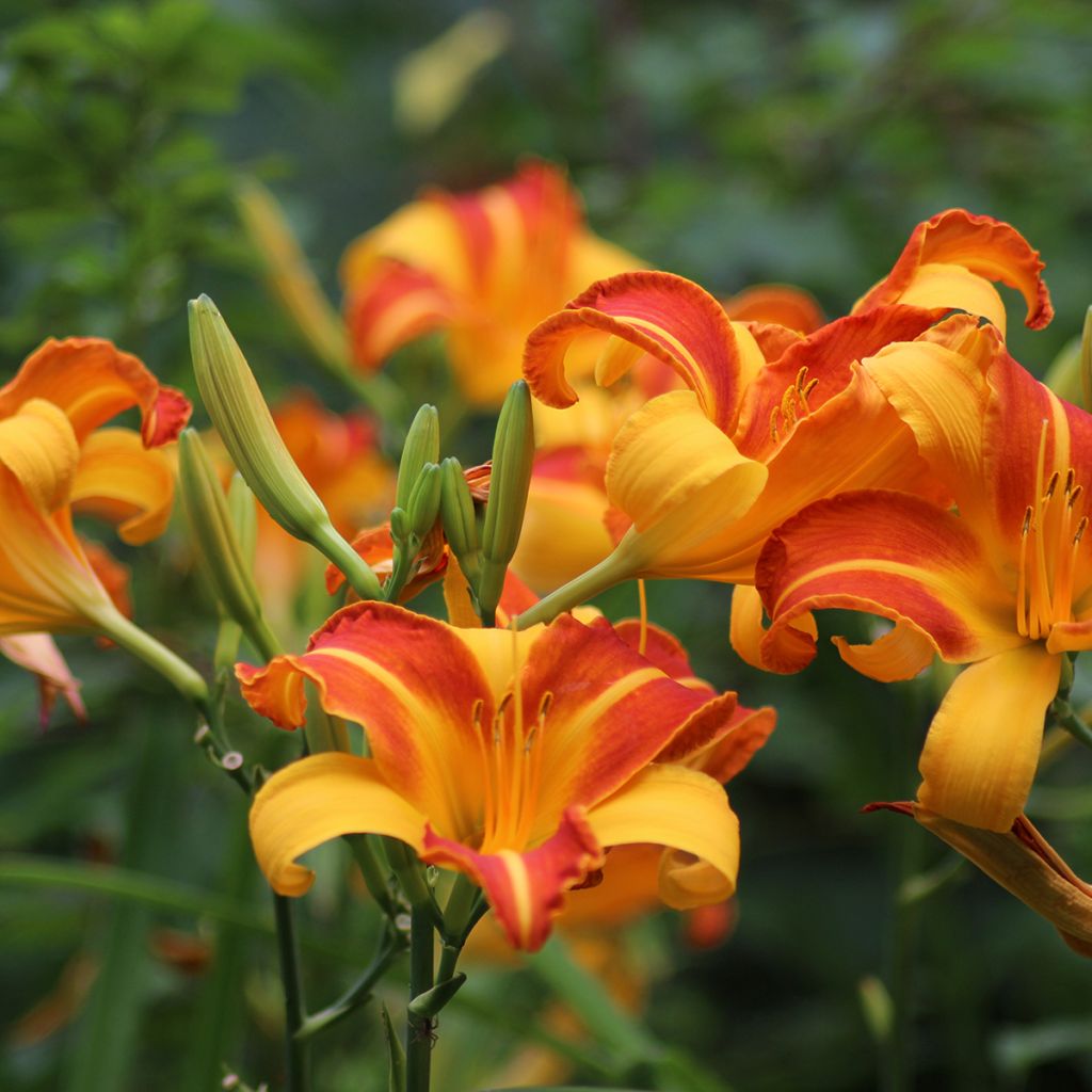 Hemerocallis Frans Hals - Daylily