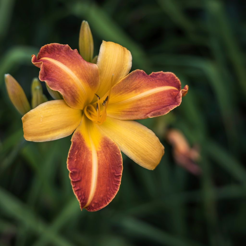 Hemerocallis Frans Hals - Daylily
