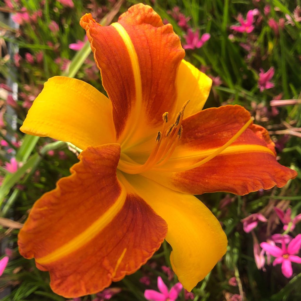 Hemerocallis Frans Hals - Daylily