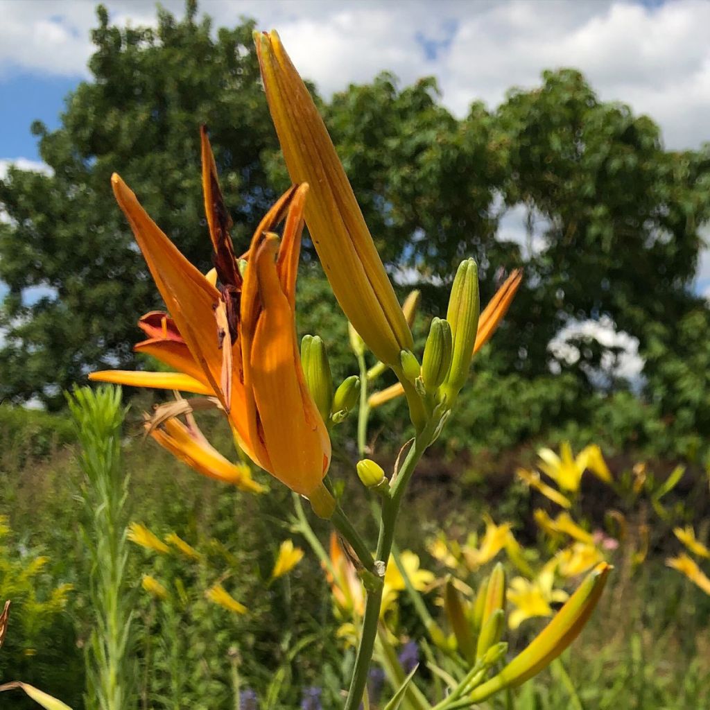 Hemerocallis Frans Hals - Daylily