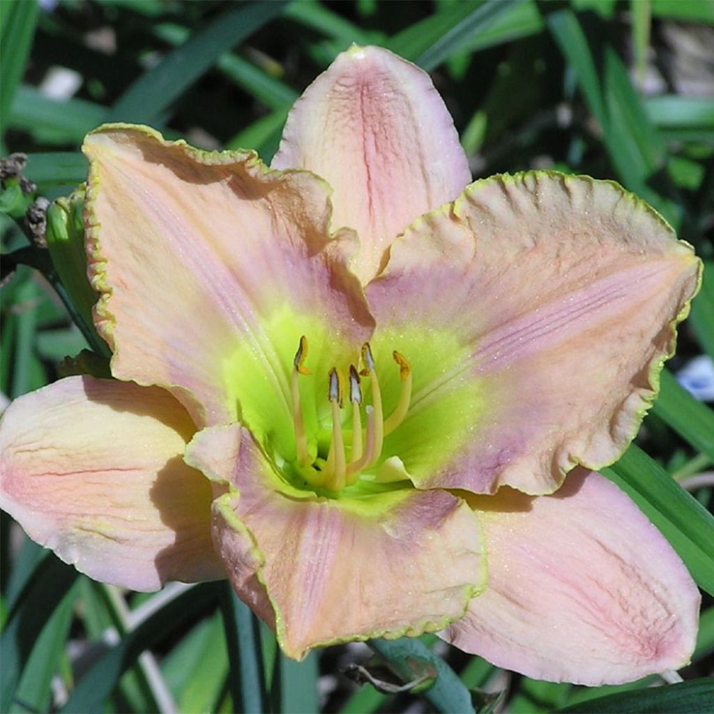 Hemerocallis Graceland - Daylily