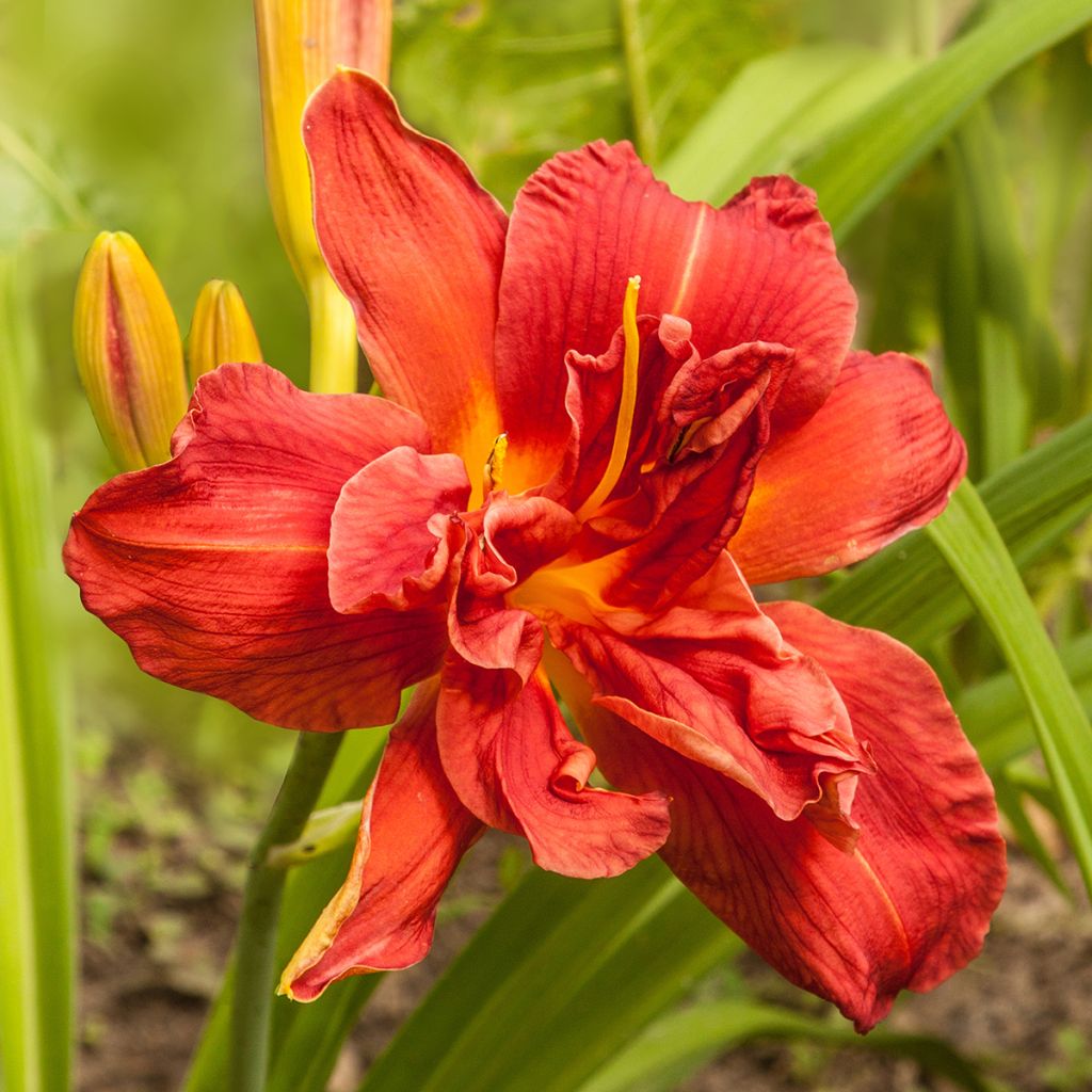 Hemerocallis Highland Lord - Daylily