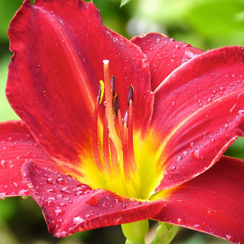 Hemerocallis Jolly Hearts - Daylily