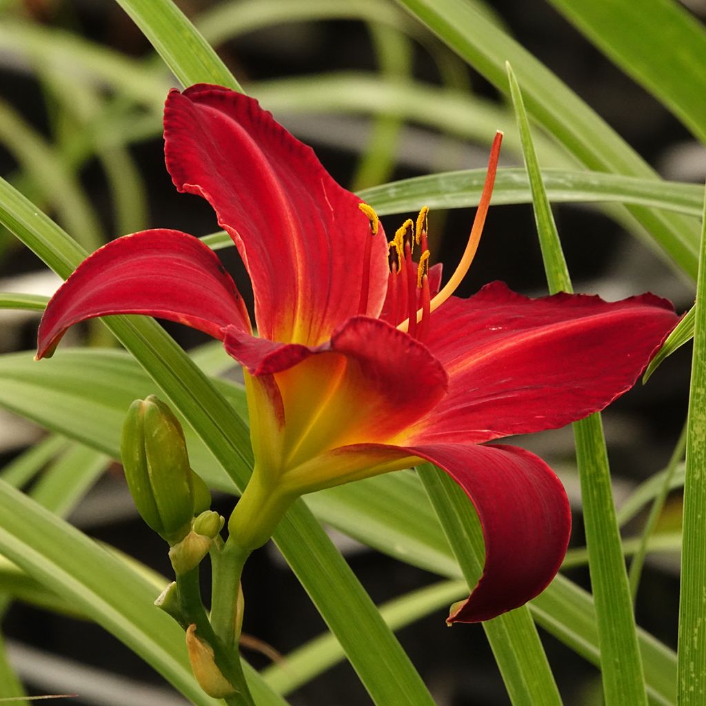 Hemerocallis Jolly Hearts - Daylily