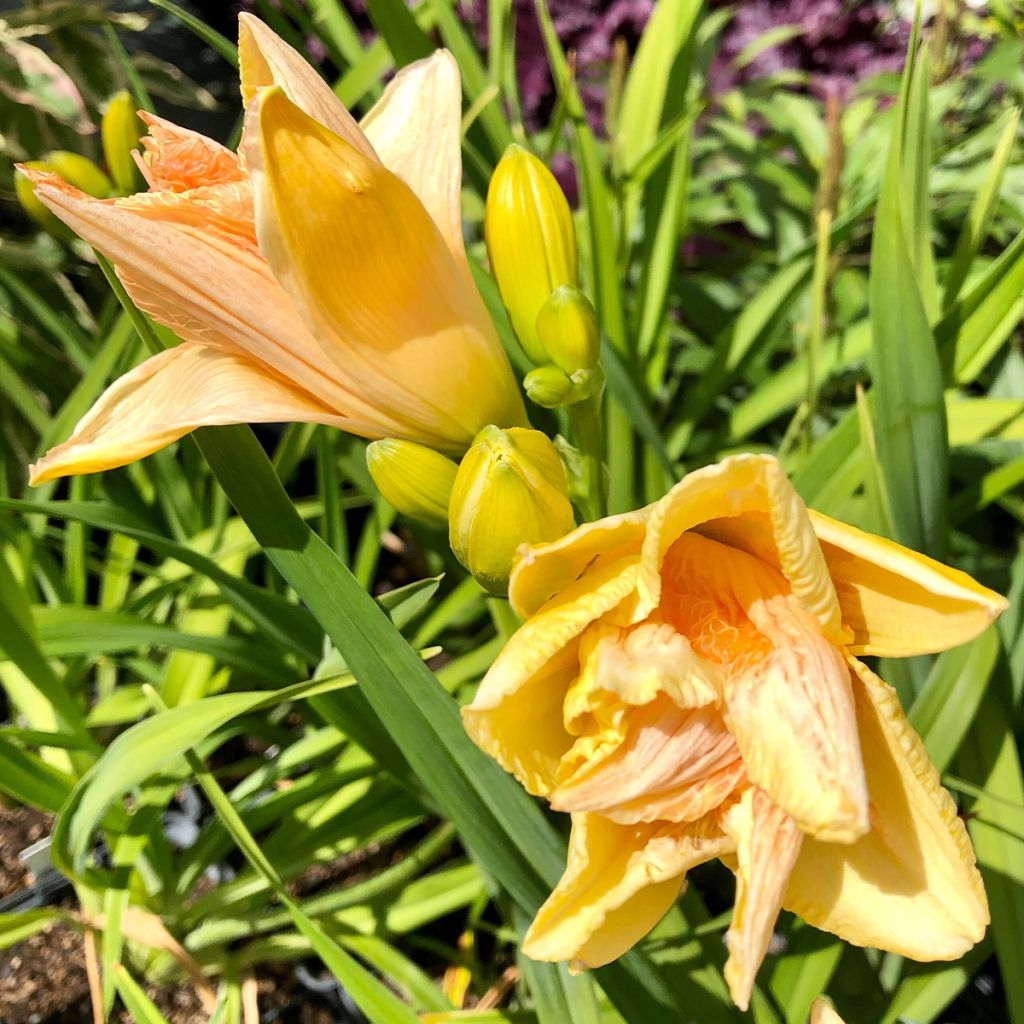 Hemerocallis Land of Cotton - Daylily