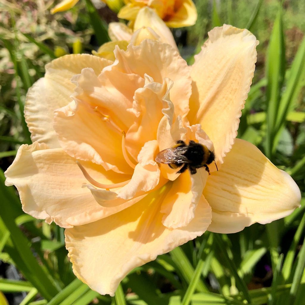 Hemerocallis Land of Cotton - Daylily