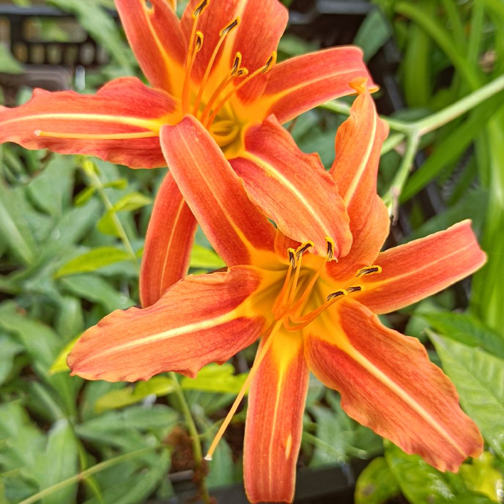 Hemerocallis Margaret Perry - Daylily