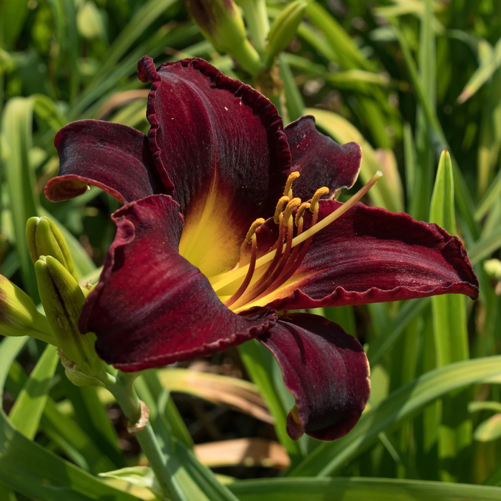 Hemerocallis Midnight Magic - Daylily