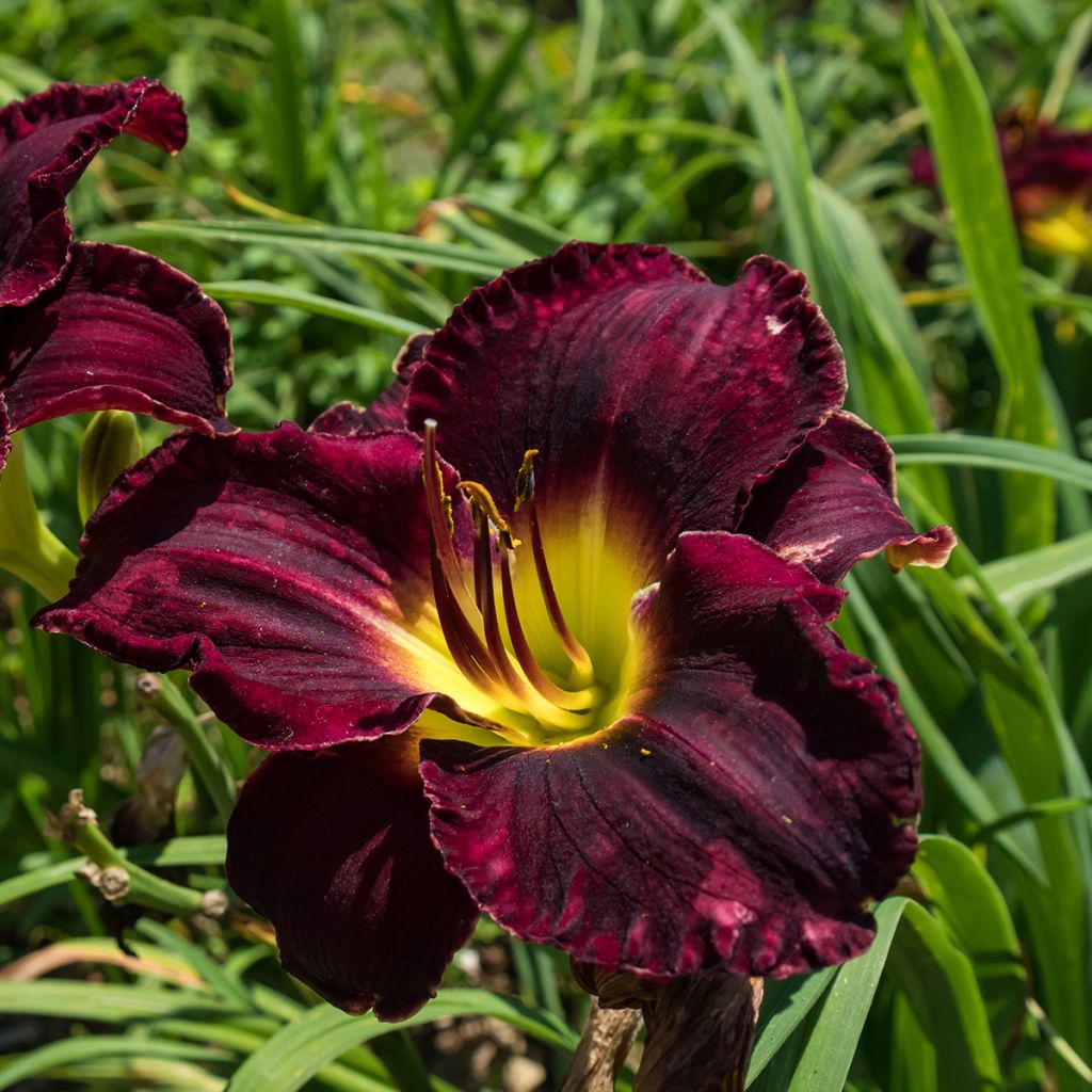 Hemerocallis Midnight Magic - Daylily