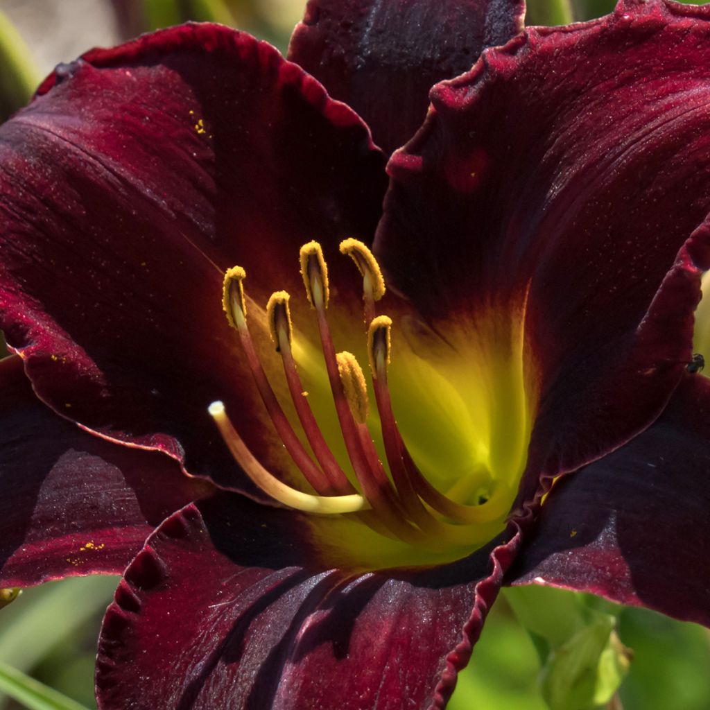Hemerocallis Midnight Magic - Daylily