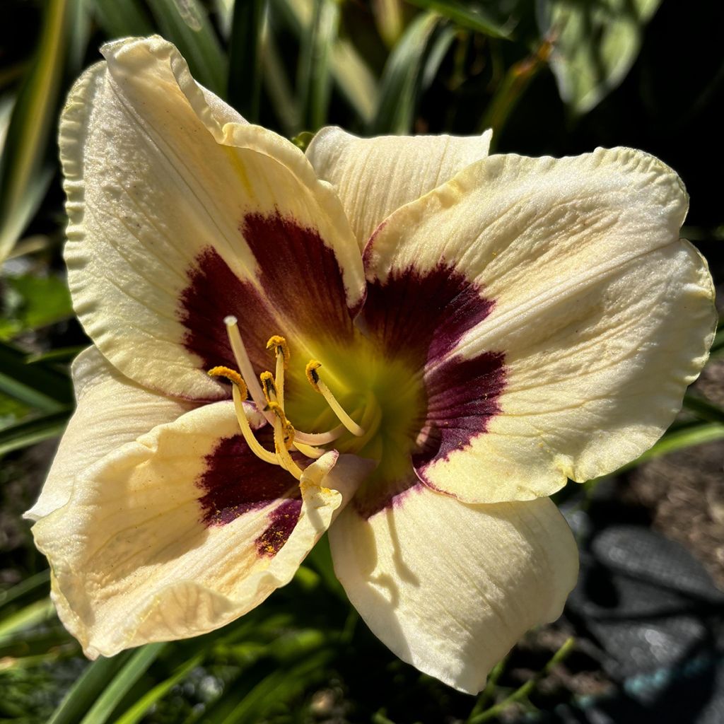 Hemerocallis Moonlight Masquerade - Daylily